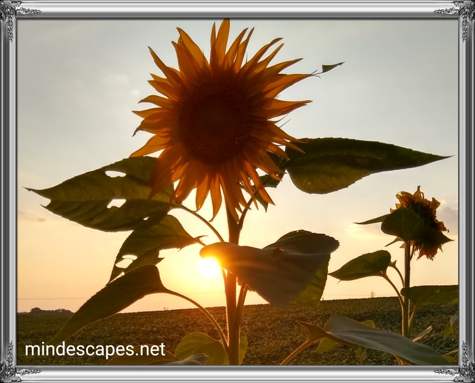 Sun setting behind a tall sunflower, nearly dusk