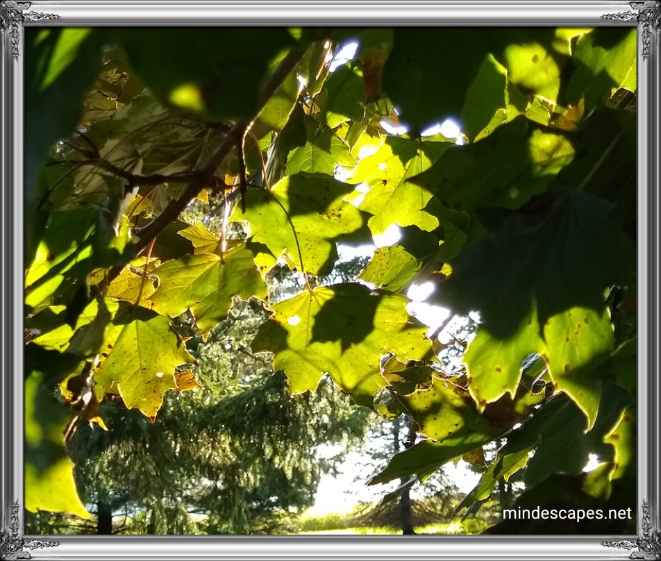 Sunlight captured through green tree leaves