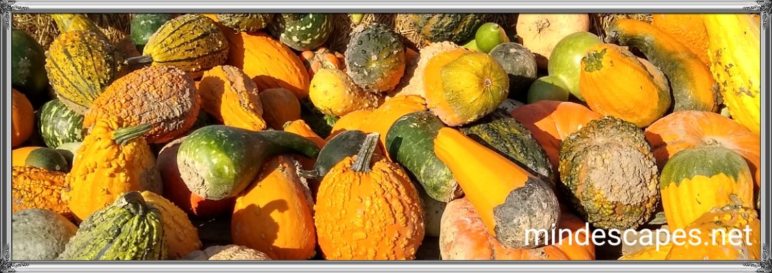 Bunch of colorful gourds