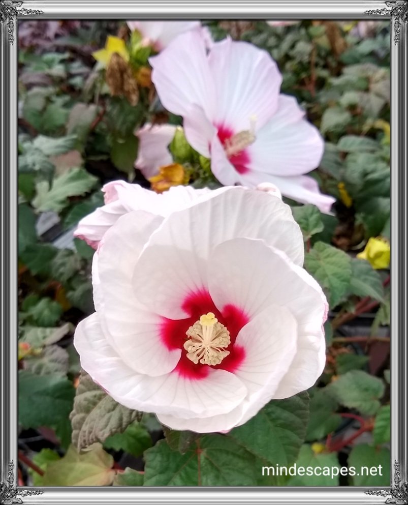 Pretty white blossoms with pink and red bases