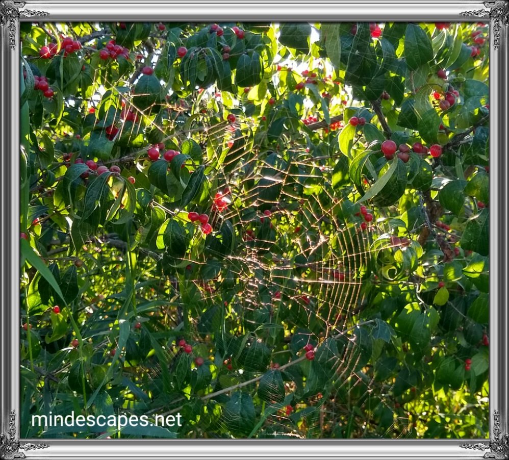 Spiderweb glowing in sunset rays in a tree with red berries