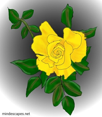 Yellow Rose
