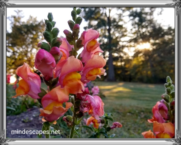 colorfulmorningsnapdragons1606989756369320896.jpg