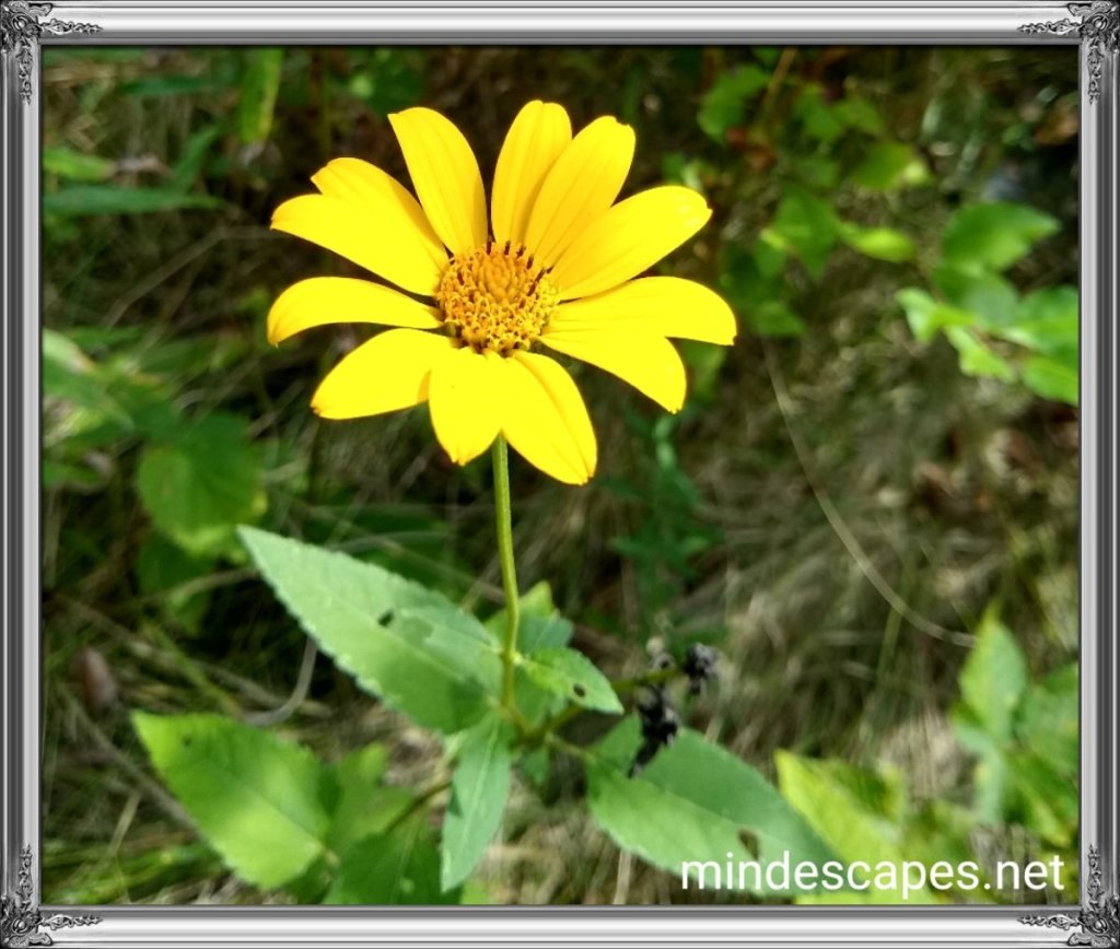 A bright yellow flower, similar to a daisy