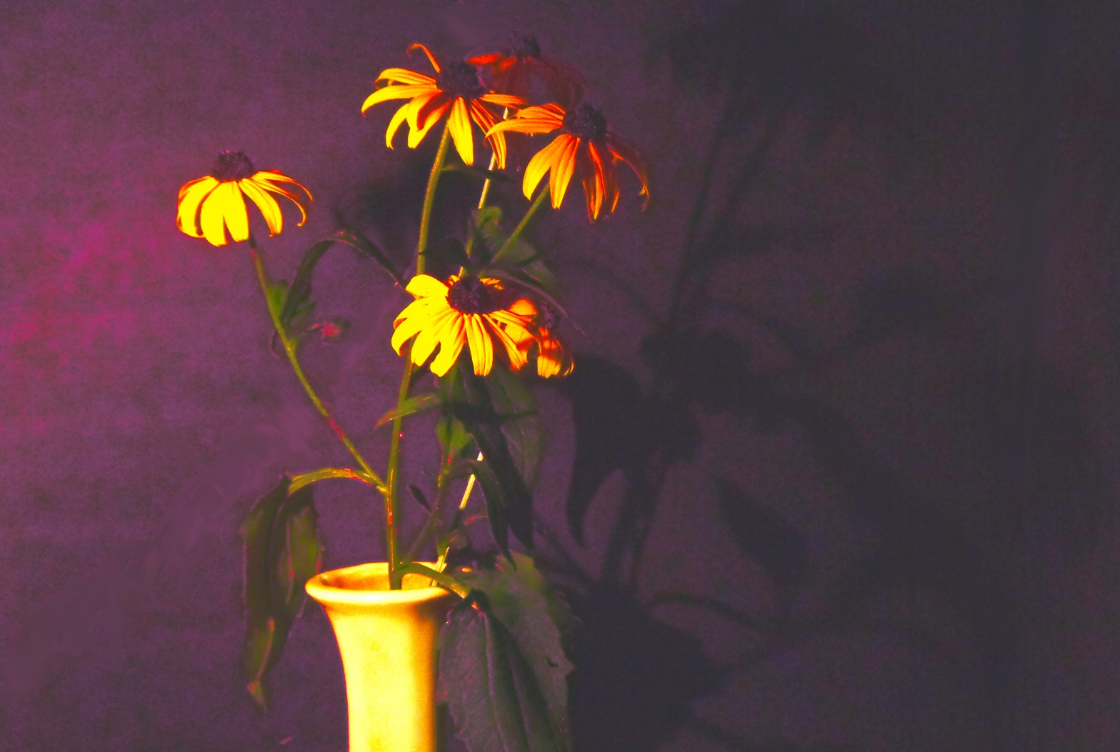 Flowers: Black eyed Susans in a Vase